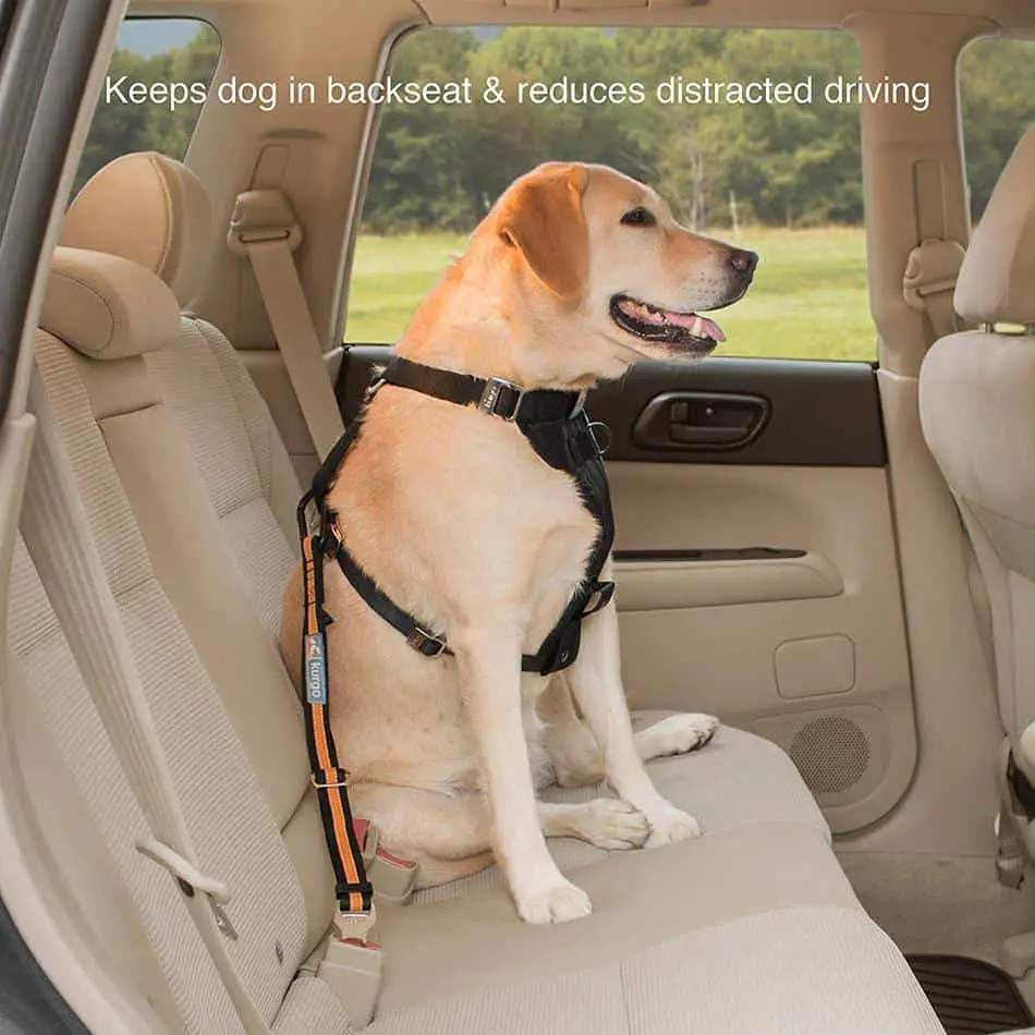 Top 7 Jeep Accessories For Your Dog - Jeep Kingdom