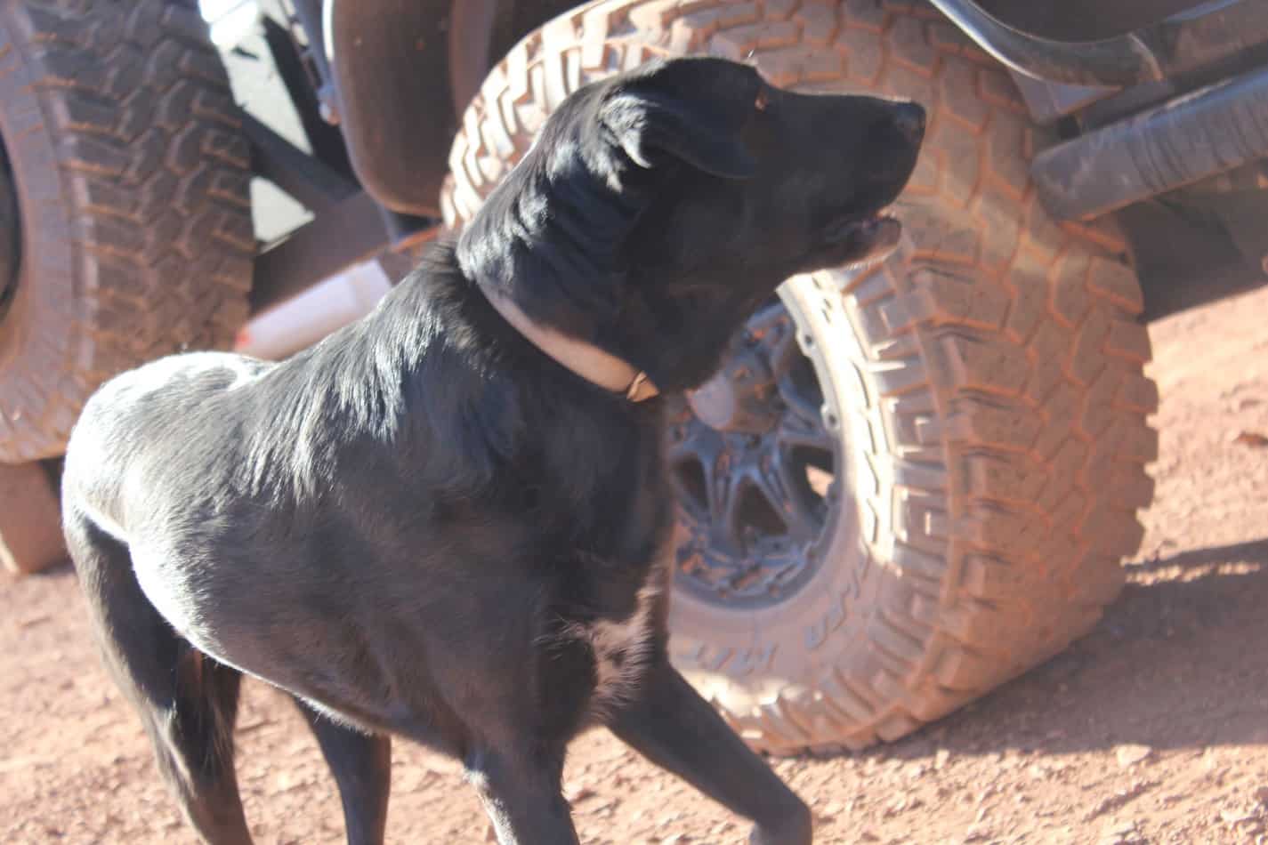 Dog Jeep Accessories